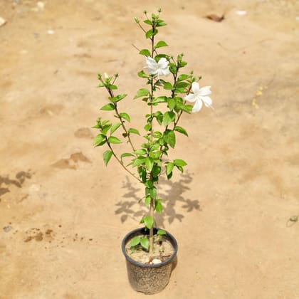 Buy Mini Hibiscus White in 5 Inch Plastic Pot Online | Urvann.com