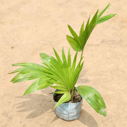 Buy China / Fan Palm in 4 Inch Nursery Bag Online | Urvann.com