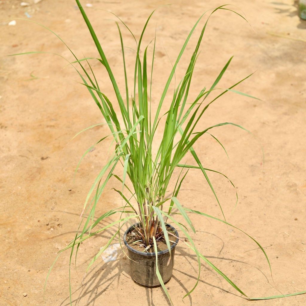 Lemon Grass in 6 Inch Nursery Pot