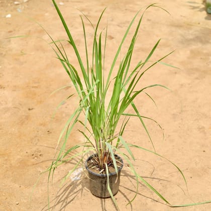 Buy Lemon Grass in 6 Inch Plastic Pot Online | Urvann.com