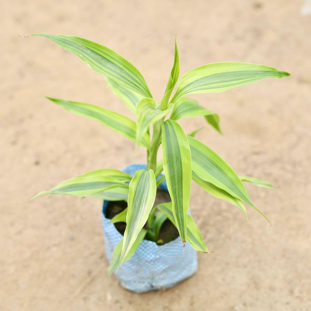 Golden Bamboo in 4 Inch Nursery Bag