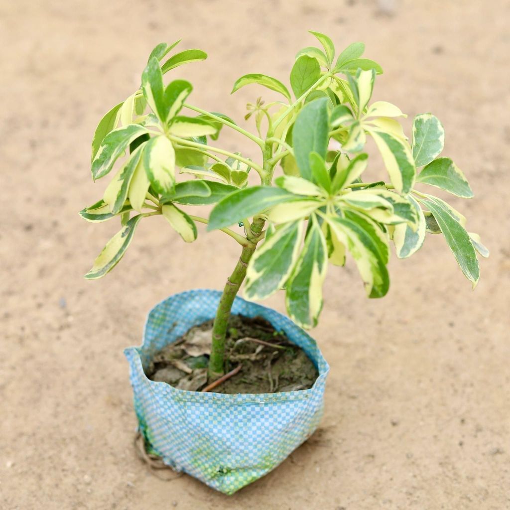 Schefflera Variegated Mini in 4 Inch Nursery Bag