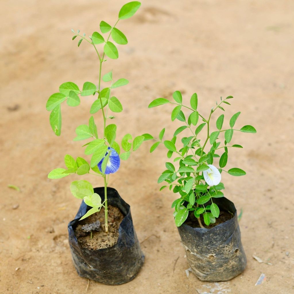 Set of 2 - Aparajita / Asian Pigeon wing (any colour) in 4 Inch Nursery Bag