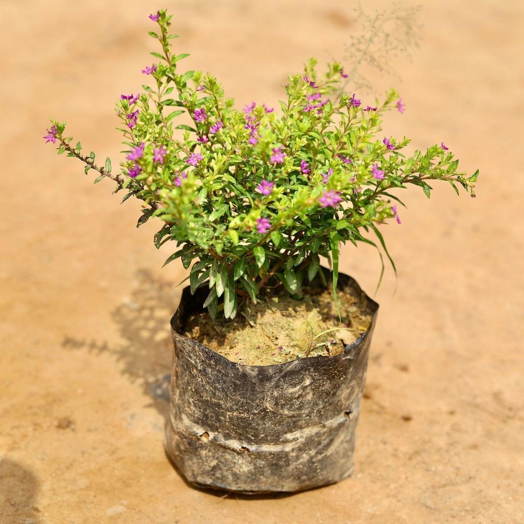 Cuphea / False Heather (any colour) in 4 Inch Nursery Bag