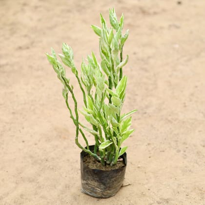 Buy Pedilianthus / Devil's Backbone in 4 Inch Nursery Bag Online | Urvann.com