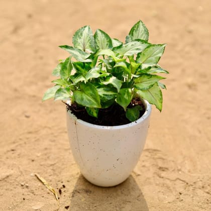 Buy Syngonium Green Narrow Leaf in 4 Inch Classy White Cup Ceramic Pot Online | Urvann.com