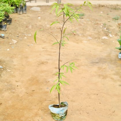 Buy Ashoka Plant (~ 3 - 5 Ft) in 6 Inch Nursery Bag Online | Urvann.com