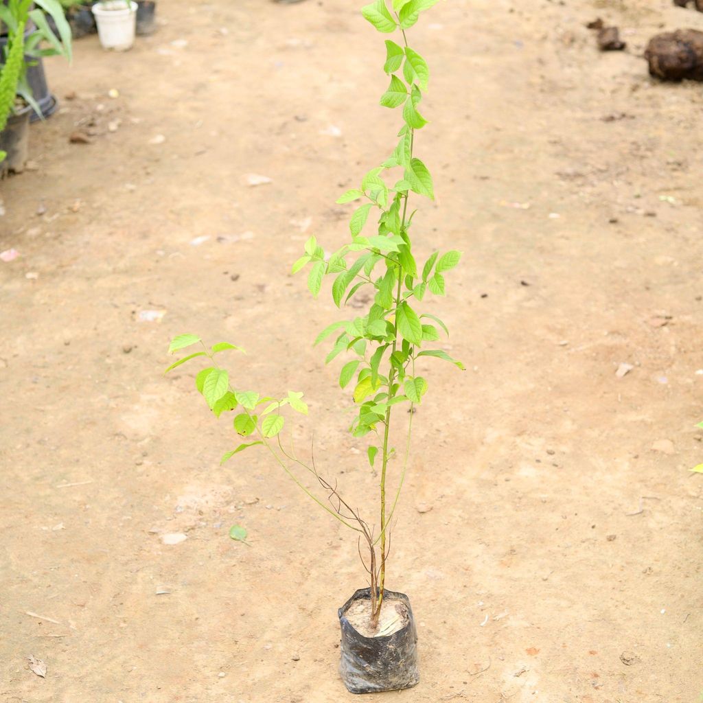 Madhu Malti / Rangoon Creeper (any colour) in 4 Inch Nursery Bag