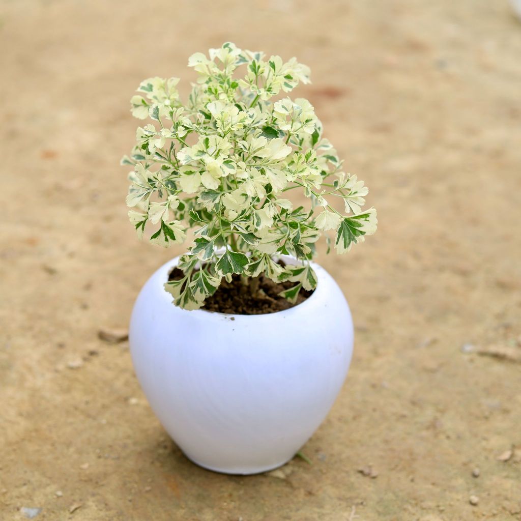 Aralia White in 5 Inch White Classy Apple Plastic Pot