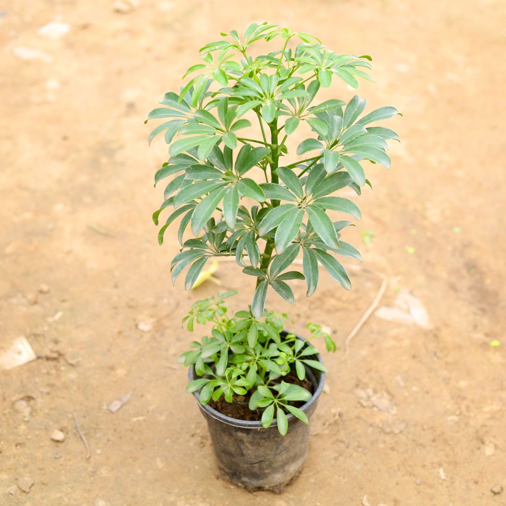 Schefflera Mini in 6 Inch Black Nursery Pot