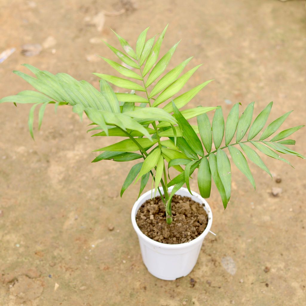 Chameadorea / Sapotiya Palm Mini in 5 Inch White Nursery Pot