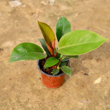 Buy Philodendron Red in 4 Inch Nursery Pot Online | Urvann.com