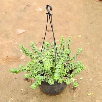 Buy Jade in 6 Inch Hanging Basket (any colour) Online | Urvann.com