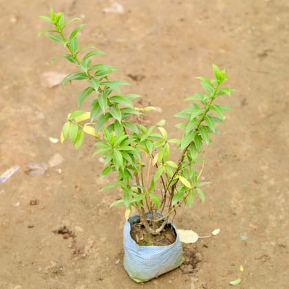 Buy Allamanda Mini  in 5 Inch Nursery Bag Online | Urvann.com