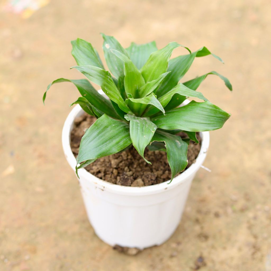 Dracaena Compacta in 5 Inch White Nursery Pot