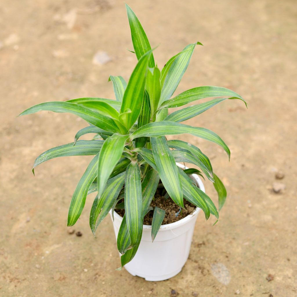 Dracaena Messenger Green in 5 Inch White Nursery Pot