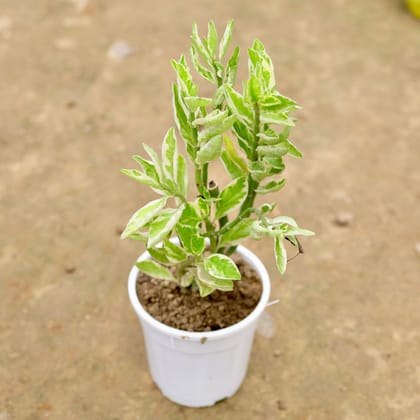 Buy Pedilianthus / Devil's Backbone / Nagdon in 5 Inch White Plastic Pot Online | Urvann.com