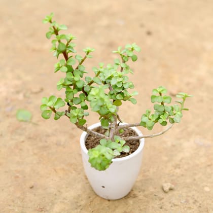 Buy Jade in 4 Inch White Classy Cup Ceramic Pot Online | Urvann.com