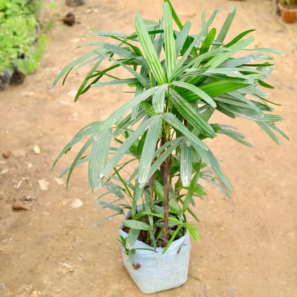 Buy Raphis Palm (~ 3Ft) in 10 Inch Nursery Bag Online | Urvann.com