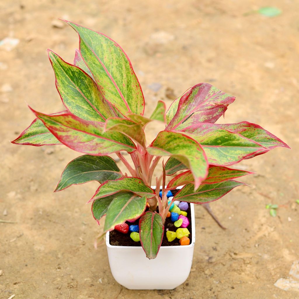 Aglaonema Lipstick in 4 Inch White Classy Square Plastic Pot with Pebbles