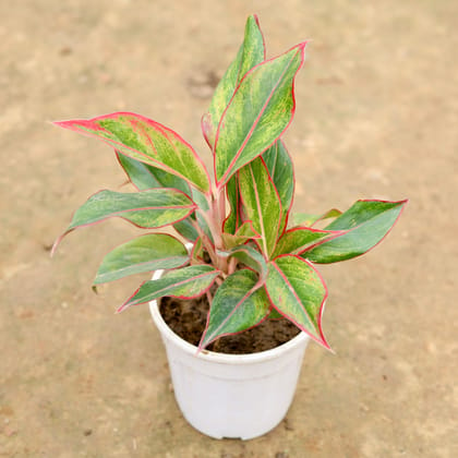 Buy Aglaonema Lipstick in 5 Inch White Plastic Pot Online | Urvann.com