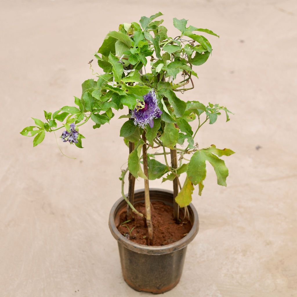 Rakhi Bel / Passiflora / Passion Flower (any colour) in 8 Inch Nursery Pot