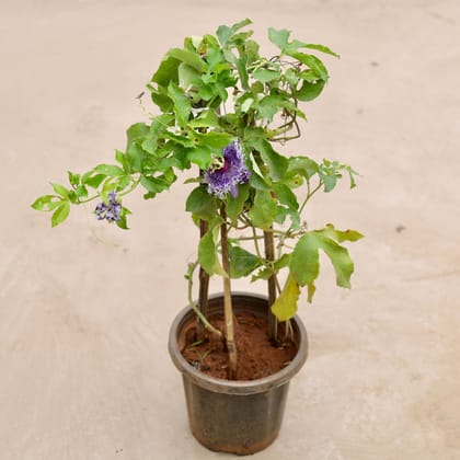 Buy Rakhi Bel / Passiflora / Passion Flower (any colour) in 8 Inch Plastic Pot Online | Urvann.com