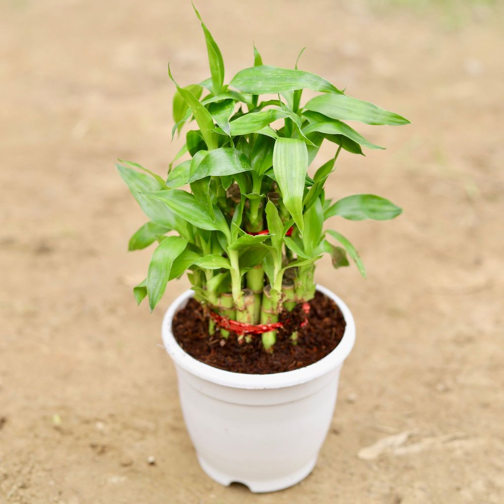 Lucky Bamboo 2 layer in 5 Inch Nursery Pot