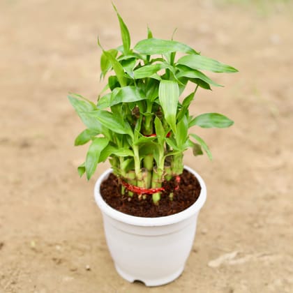 Buy Lucky Bamboo 2 layer in 5 Inch Plastic Pot Online | Urvann.com