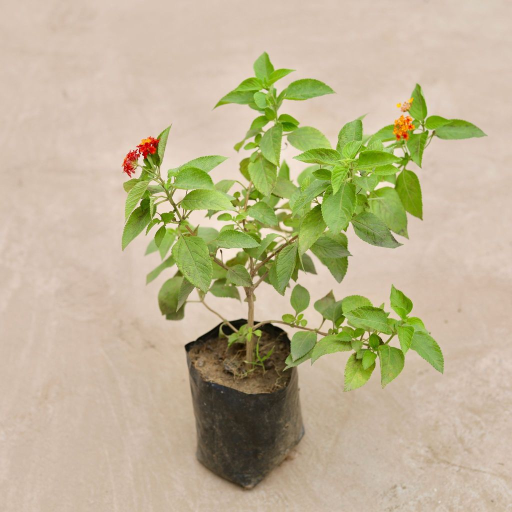 Lantana Red in 4 Inch Nursery Bag