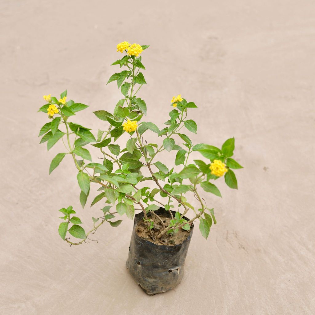 Lantana Yellow in 4 Inch Nursery Bag