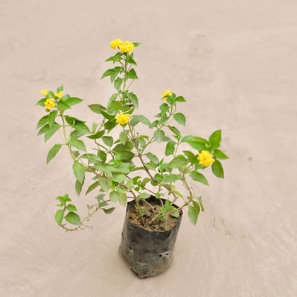 Buy Lantana Yellow in 4 Inch Nursery Bag Online | Urvann.com