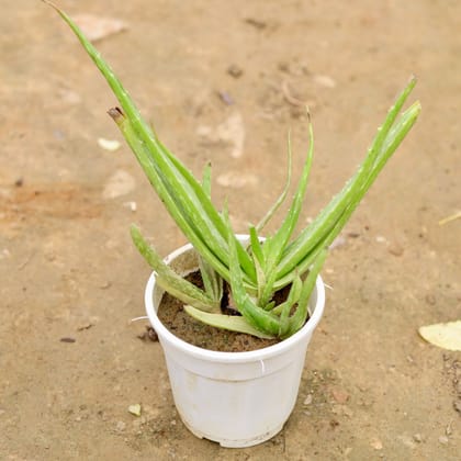 Buy Aloe Vera  in 5 Inch White Plastic Pot Online | Urvann.com