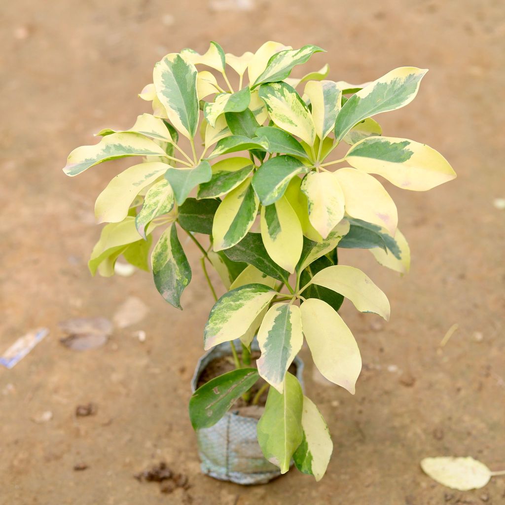 Schefflera Brassia in 4 Inch Nursery Bag