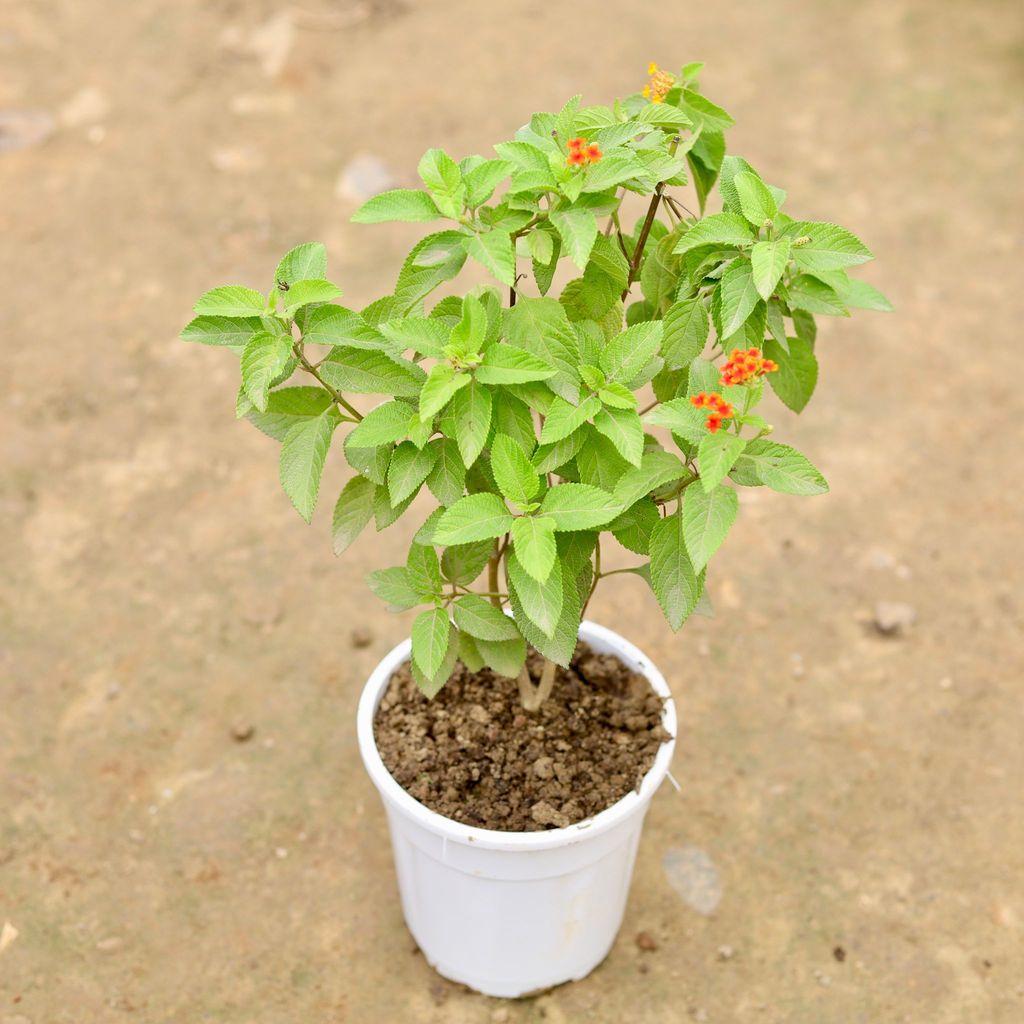 Lantana Red in 5 Inch White Nursery Pot