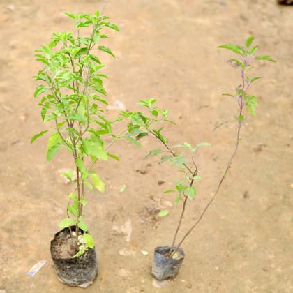 Buy Set of 2 - Rama & Shyama Tulsi in 4 Inch Nursery Bag Online | Urvann.com