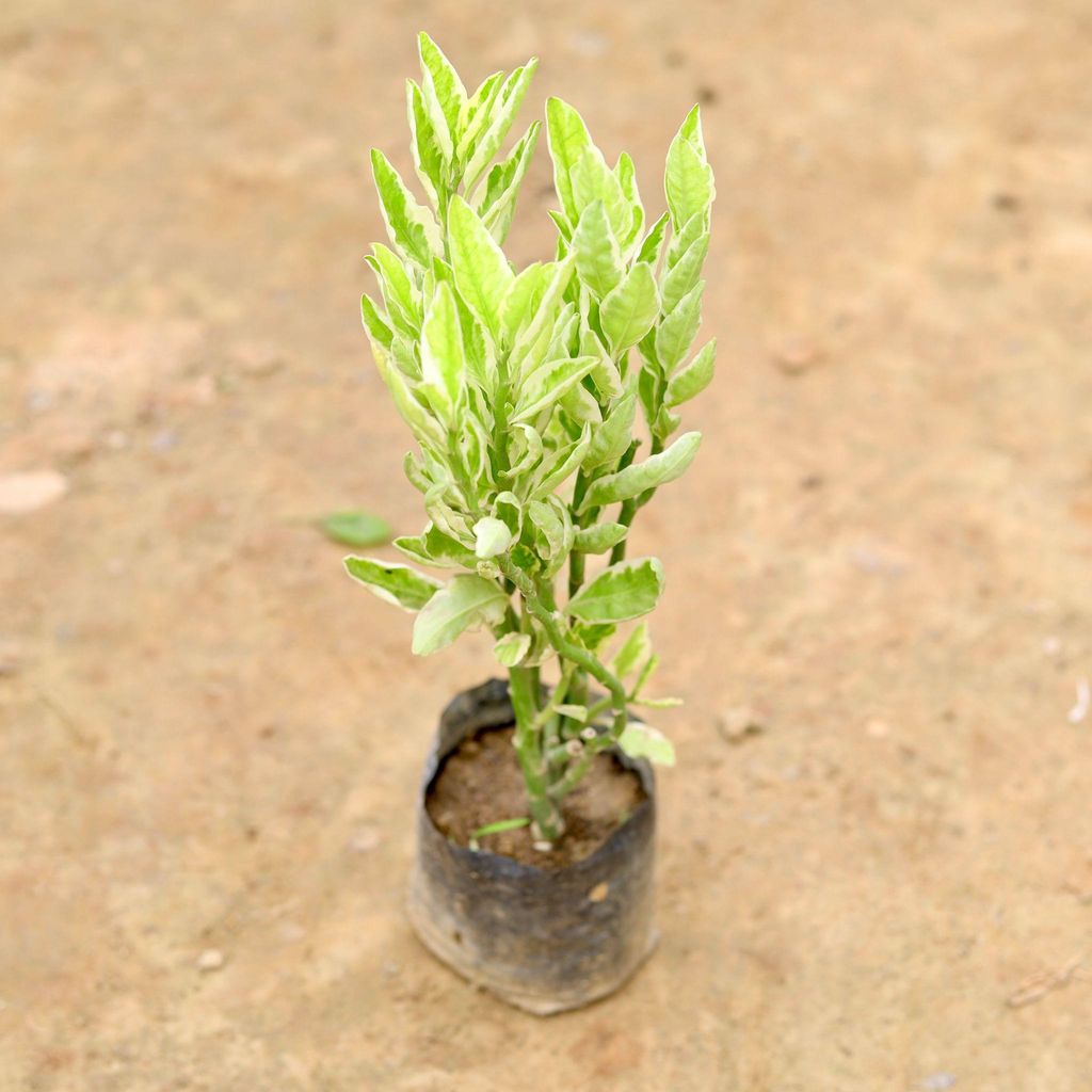 Pedilianthus / Devil's Backbone / Nagdon in 4 Inch Nursery Bag