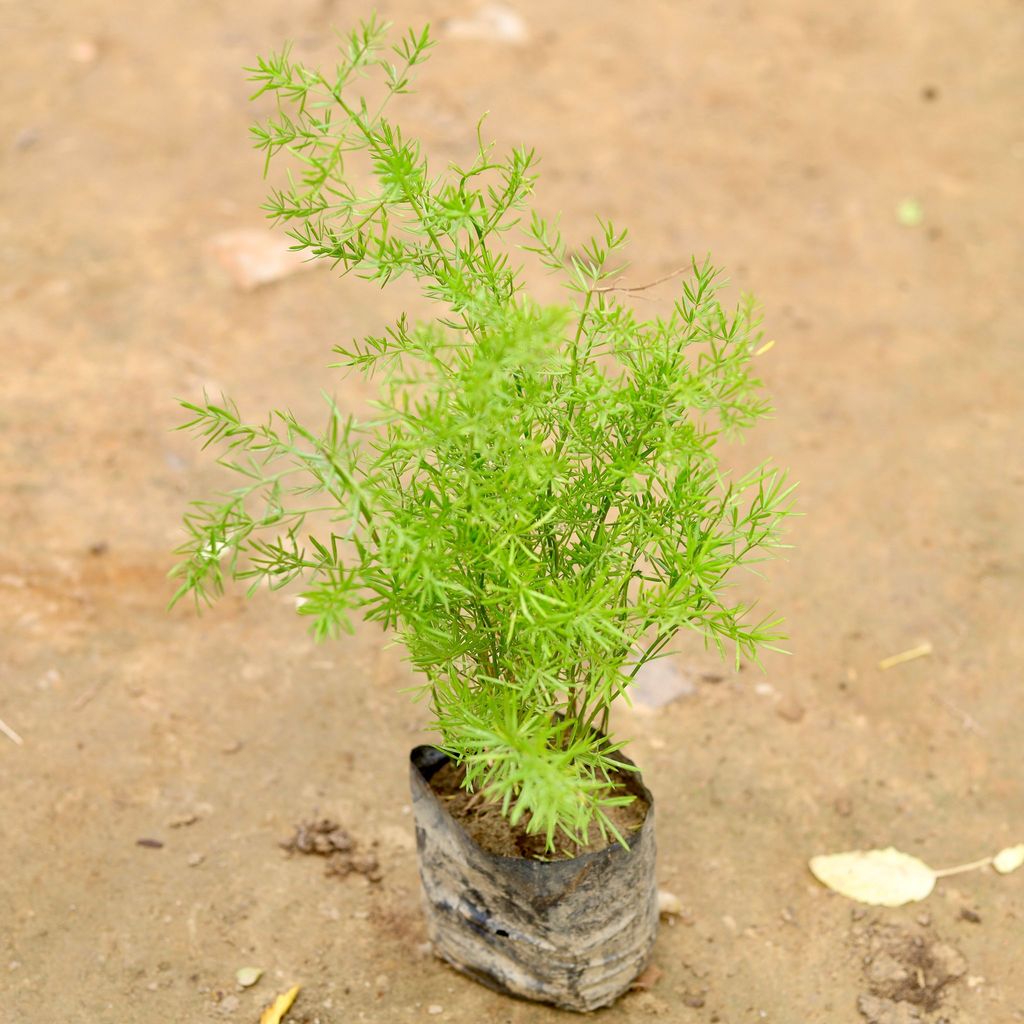 Asparagus in 4 Inch Nursery Bag