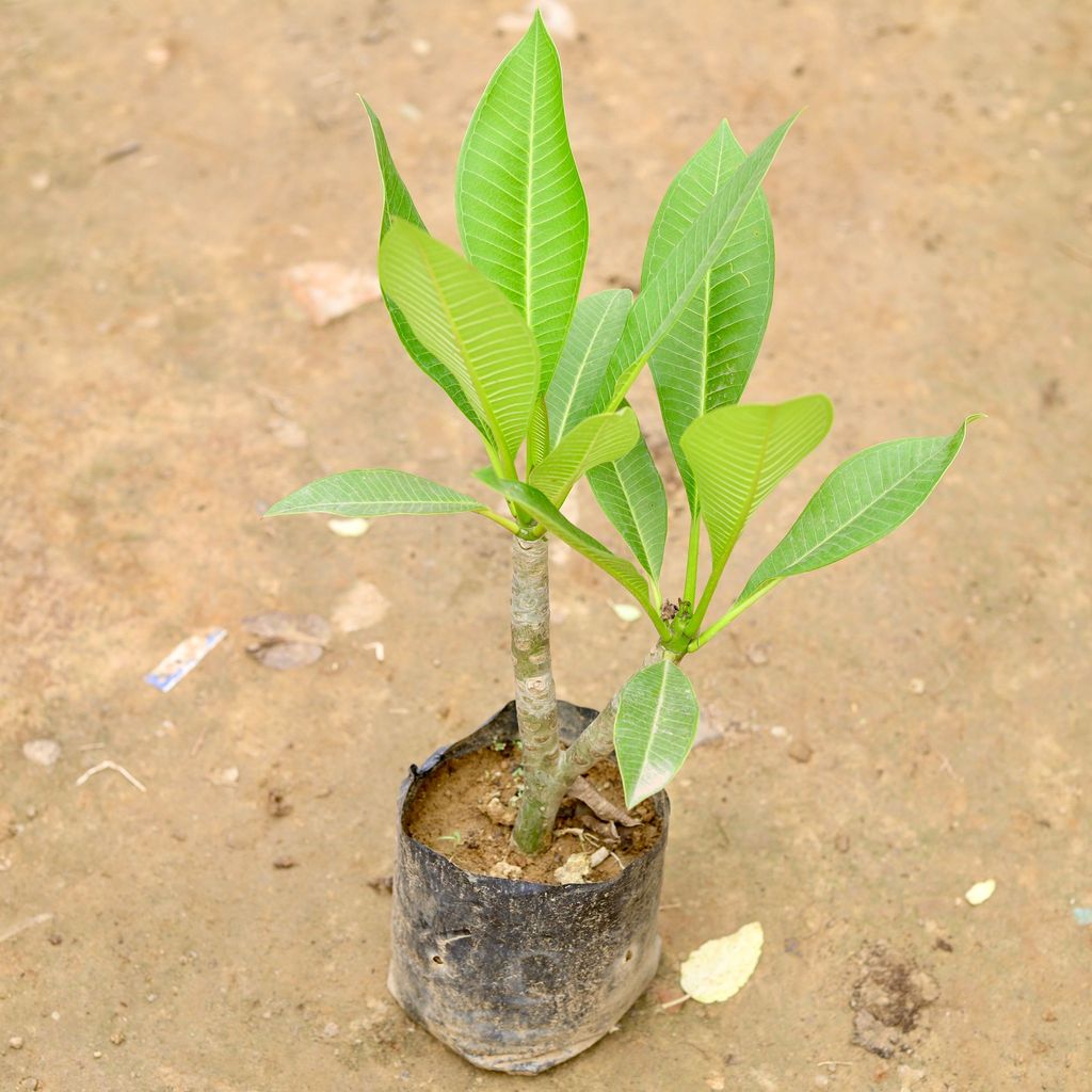 Champa in 4 Inch Nursery Bag