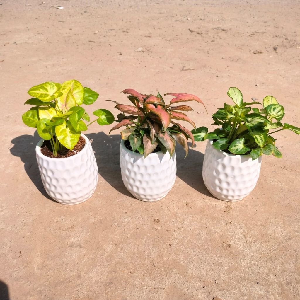 Set of 3 - Syngonium (Golden, Green & Pixie Brown) in 4 Inch Classy White Pipe Designer Ceramic Pot