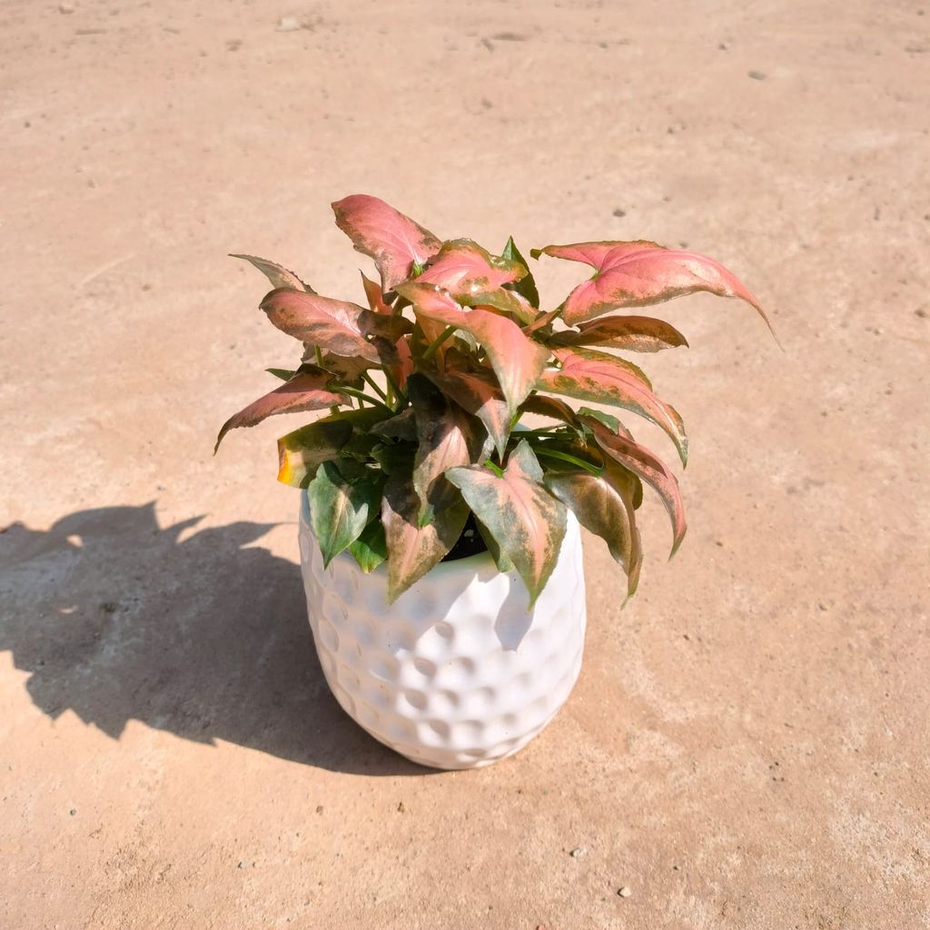 Syngonium Pixie Brown in 4 Inch Classy White Pipe Designer Ceramic Pot