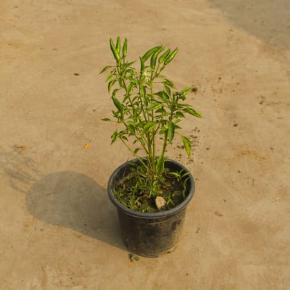 Buy Mirchi / Chilli Small in 4 Inch Nursery Pot Online | Urvann.com