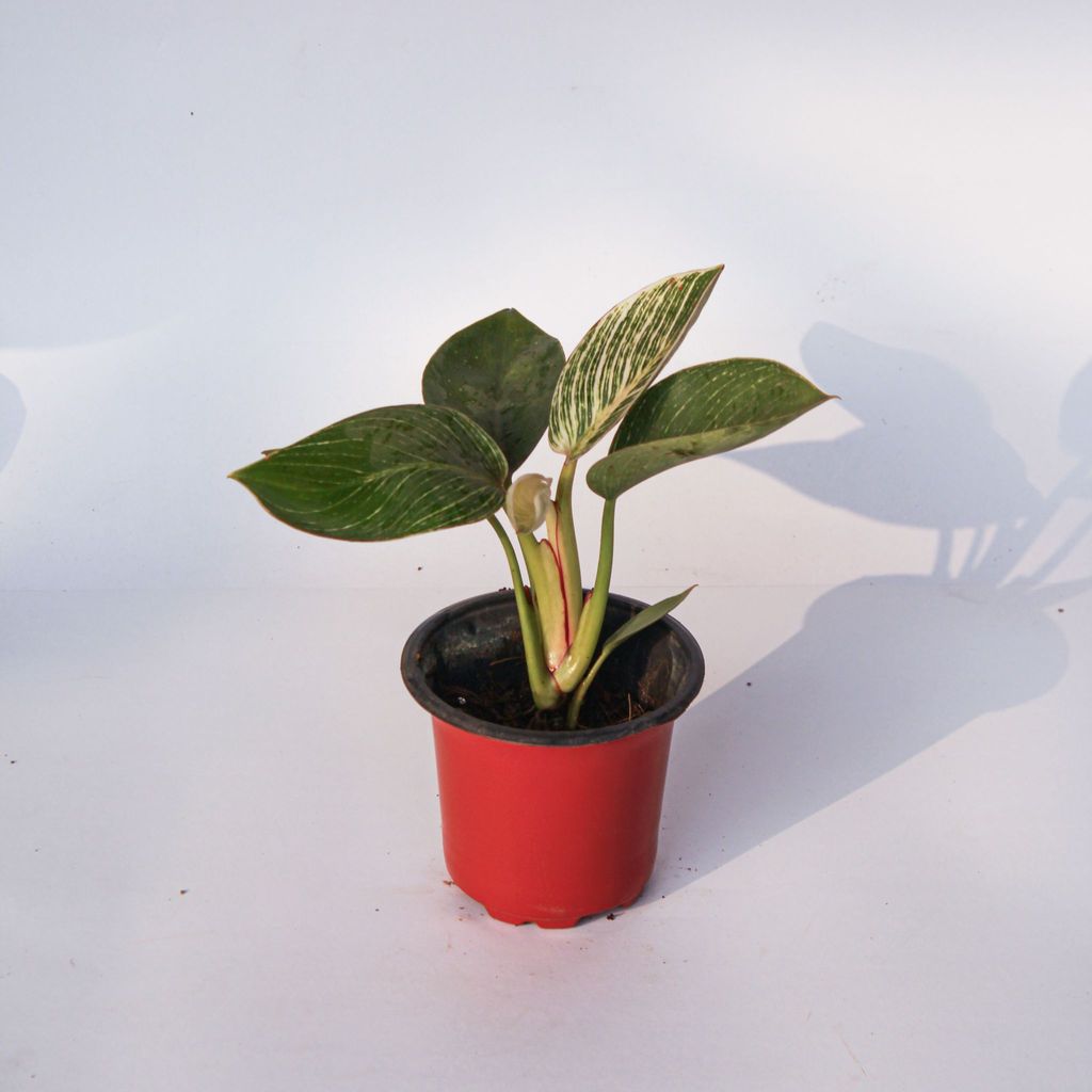 Philodendron Birkin in 4 Inch Nursery Pot