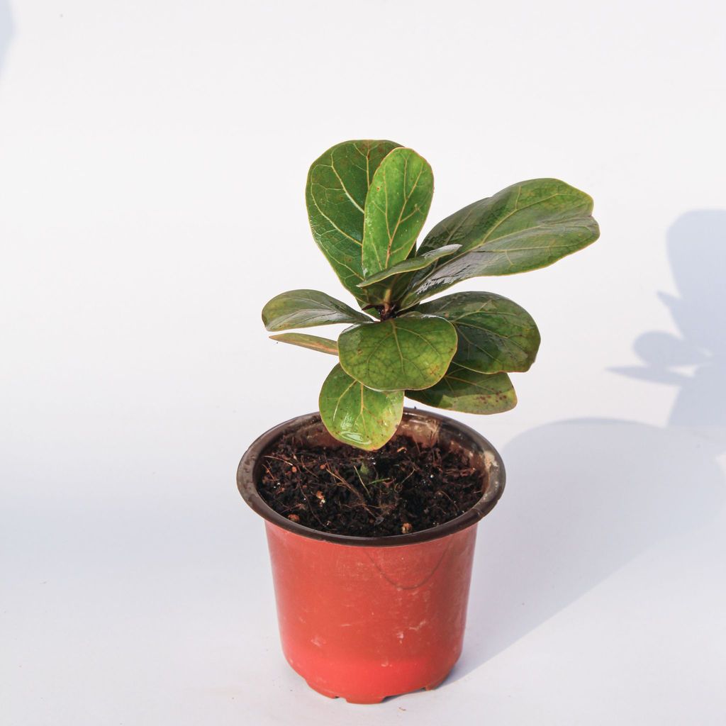 Fiddle Leaf Fig / Ficus Lyrata in 4 Inch Nursery Pot