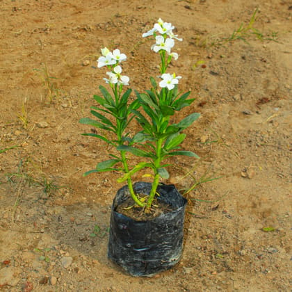 Buy Stock White in 4 Inch Nursery Bag Online | Urvann.com