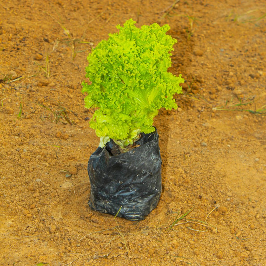 Lettuce Green in 4 Inch Nursery Bag