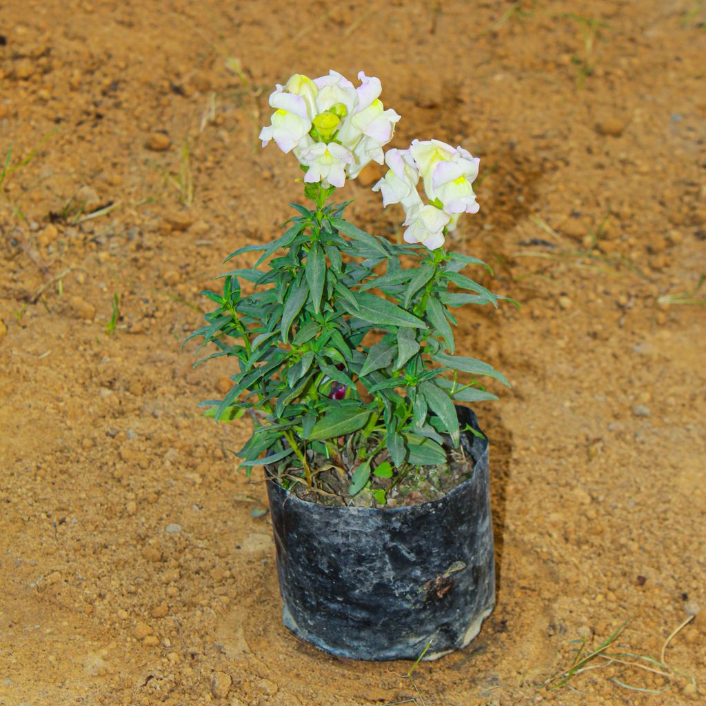 Antirrhinum Majus (Snapdragon) / Dog Flower White in 4 Inch Nursery Bag