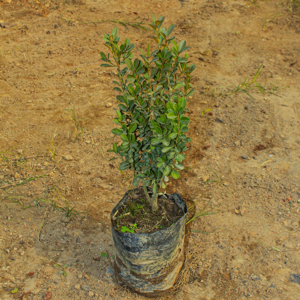 Buxus / Boxwood in 4 Inch Nursery Bag