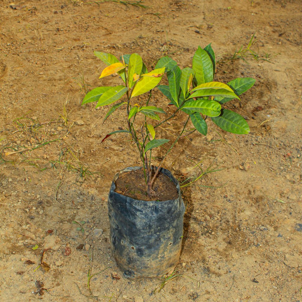 Amrood / Guava Thai (~ 1 Ft) in 8 Inch Nursery Bag