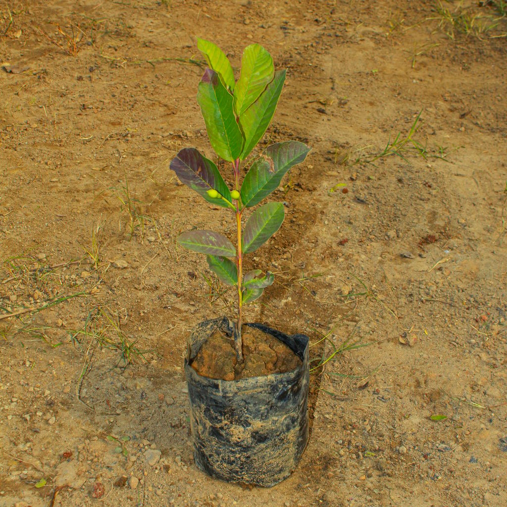 Amrood / Guava (~ 1.5 Ft) in 8 Inch Nursery Bag